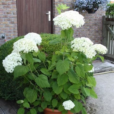 Hortensia Hydrangea Arborescens Strong Annabelle Sierheesters