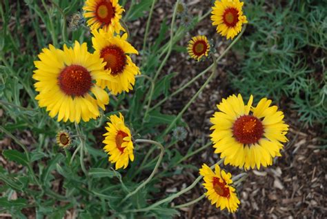 Alternate Common Names Indian Blanket Flower