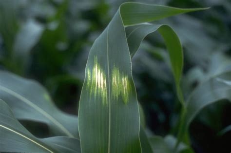 Sunscald In Corn And Soybean Pioneer Seeds