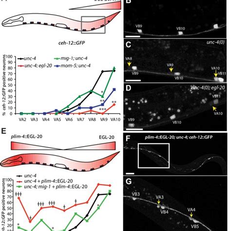 Diagram Of The C Elegans Motor Neuron Circuit Interneurons From The