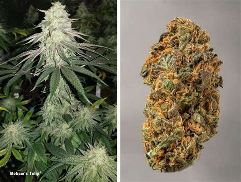 The Best Hybrid Strains And The Reasons You Should Grow Them