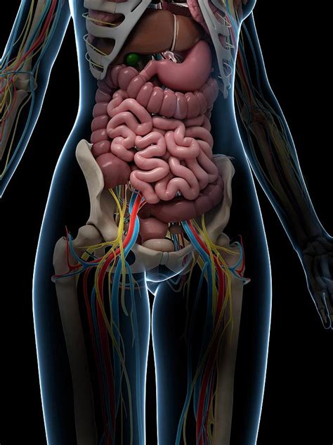 Anatomy Of Abdomen Female