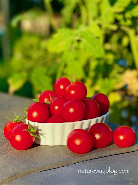 how to harvest basil plants 5