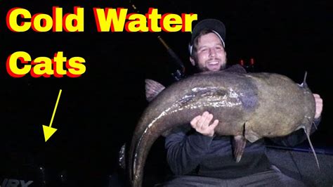 Huge Flathead Catfish In Cold Water Youtube