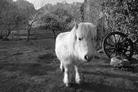 Premium Photo White Baby Horse Standing In A Field