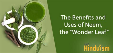 The Benefits And Uses Of Neem The Wonder Leaf” 360 Degrees Hinduism