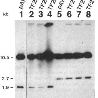 Southern Hybridization Analysis Of Dna From Conventional S Kluyven