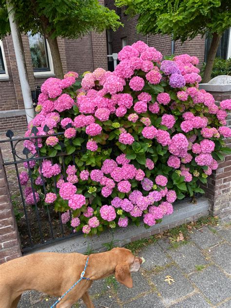 Hydrangea Macrophylla Bouquet Rose Bauern Hortensie Bouquet Rose