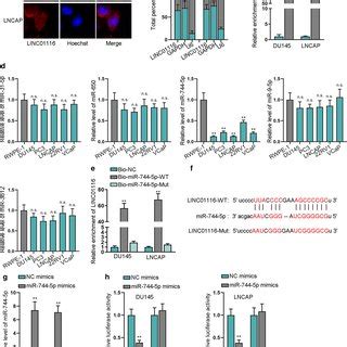 LINC01116 Is Highly Expressed In Prostate Cancer Cells And Promotes