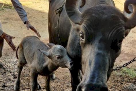 भारत में पहली बार आईवीएफ तकनीक से भैंस का गर्भधान उन्नत नस्ल के बछड़े