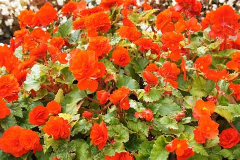 Overwintering Begonias Tips On How To Overwinter Your Begonias