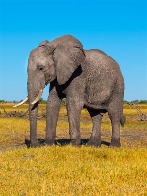 Big african elephant stock photo. Image of portrait, majestic - 62730722