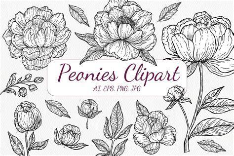 Peony Clipart Black And White SVG Jpeg EPS PNG Vector, 42% OFF