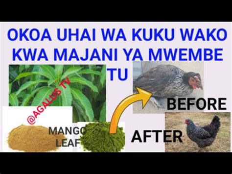 FAIDA 10 ZA MAJANI YA MWEMBE KWA KUKU Benefits Of Mango Leaves For