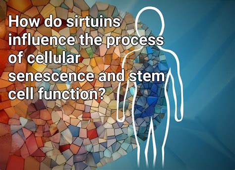 How do sirtuins influence the process of cellular senescence and stem cell function ...