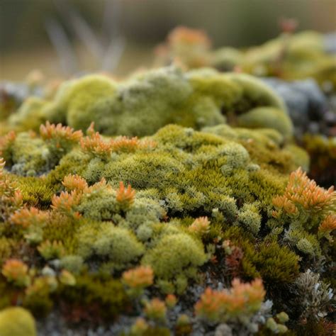 Arctic Tundra Lichen Moose Close Up Stock Photo At Vecteezy