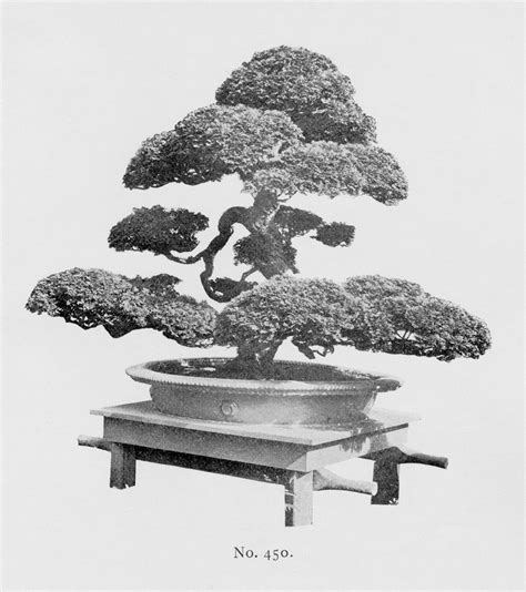 Bonsai & Penjing Collection - Arnold Arboretum | Arnold Arboretum