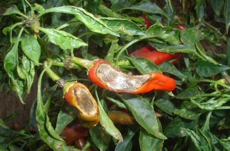 Diseases of chilli and their management - Basic Agricultural Study