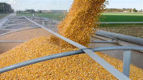 Seed Development Corn Ontario Grain Farmer