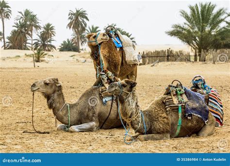 Caravana En El Desierto Del S Hara Frica Del Camello Imagenes De