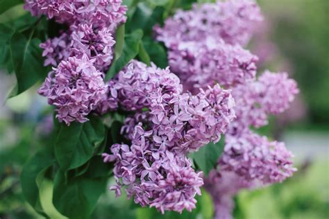 fragrant flowers  plant  spring