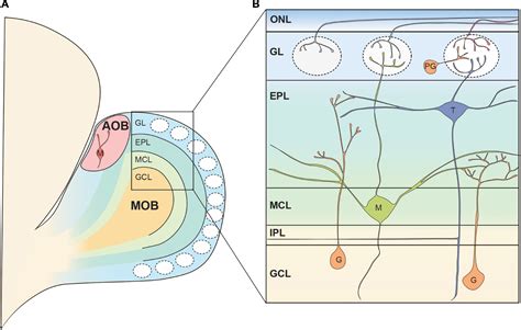 Frontiers Subpopulations Of Projection Neurons In The Olfactory Bulb