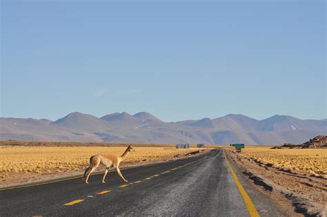 Brown Four Legged Animal Walking Across The Road During Blue Sky