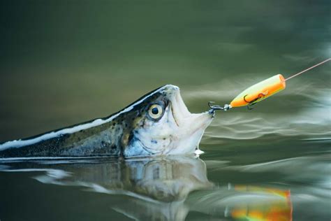 9 Best Baits for Rainbow Trout (& How to Fish Them)