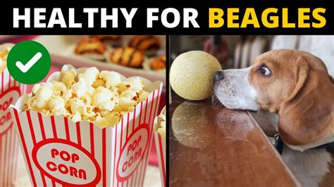 10 Human Foods that are Actually GOOD for Beagles - YouTube