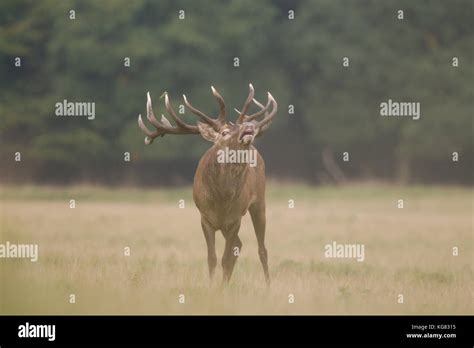 Red deer Rutting season Stock Photo - Alamy