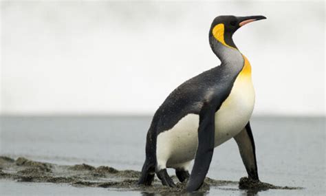 Penguin Evolution How Did Penguins Evolve Bioexpedition