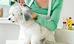 Top 5 Small Dog Grooming Tips | Animal Planet