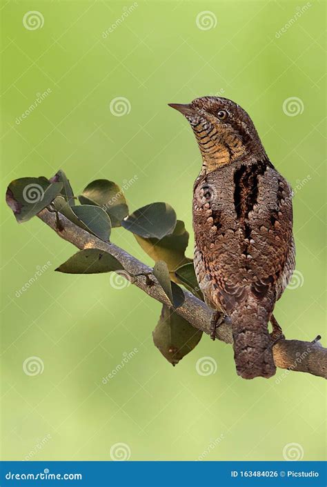 Eurasian wryneck stock photo. Image of wild, wildlife - 163484026