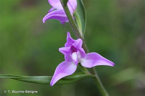 Cephalanthera rubra L Rich 1817 Céphalanthère rouge Elléborine