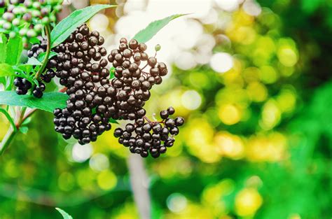 Elderberry Health Benefits A Complete Guide And Nature Made®