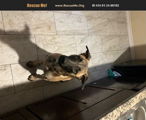 ADOPT 24012400192 Belgian Malinois Rescue Irving TX