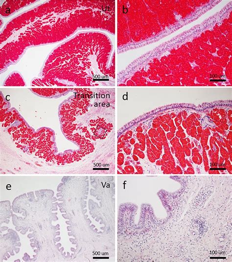 Oviduct An Overview Sciencedirect Topics Off