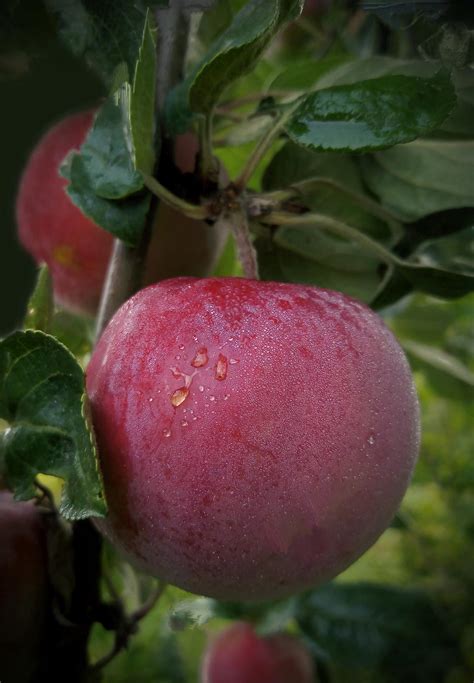 Arkansas Black Apple Tree for Sale - Buying & Growing Guide - Trees.com