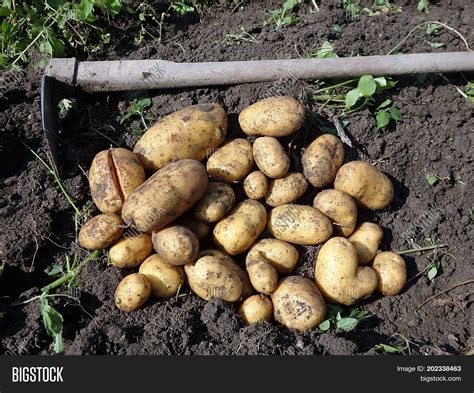 Potato Harvesting , Image & Photo (Free Trial) | Bigstock