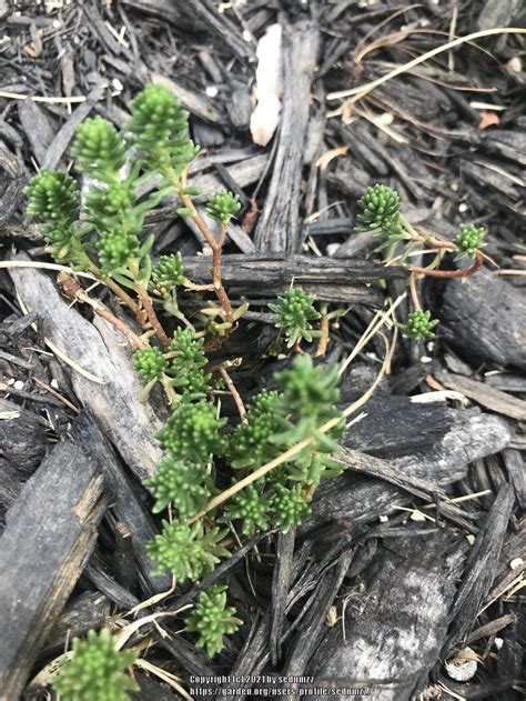 Photo Of The Entire Plant Of Tasteless Stonecrop Sedum Sexangulare