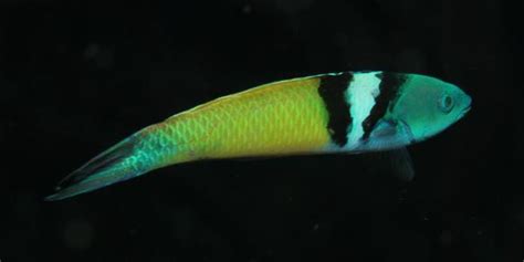 Bluehead Wrassethalassoma Bifasciatum