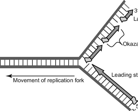 4 DNA replication -replication fork. | Download Scientific Diagram