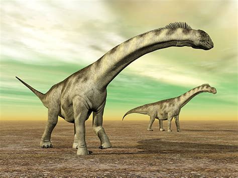 80 Camarasaurus Fotografías De Stock Fotos E Imágenes Libres De Derechos Istock