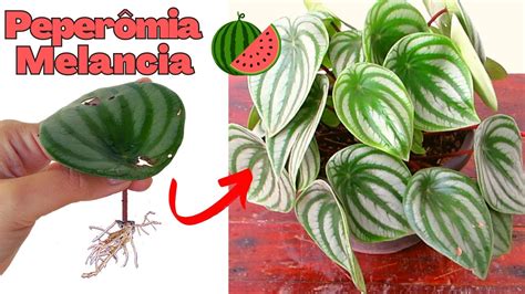 Peperomia Melancia Como Plantar Cuidar Adubar Regar Guia Completo