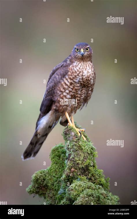 Female Sparrowhawk Perched Stock Photo Alamy