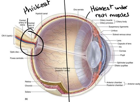 Opt Sclera Flashcards Quizlet