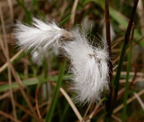 Eriophorum Angustifolium Kwekerij De Boever