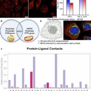 Confocal Microscopy Images Of U Mg Cells Stained With Mm Qr Before