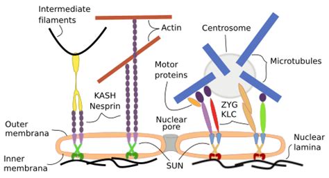 Nuclear Lamina Structure