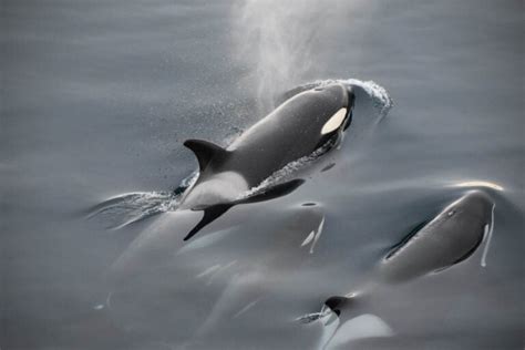 11 Best Places For Killer Whale Watching In Washington State Uprooted